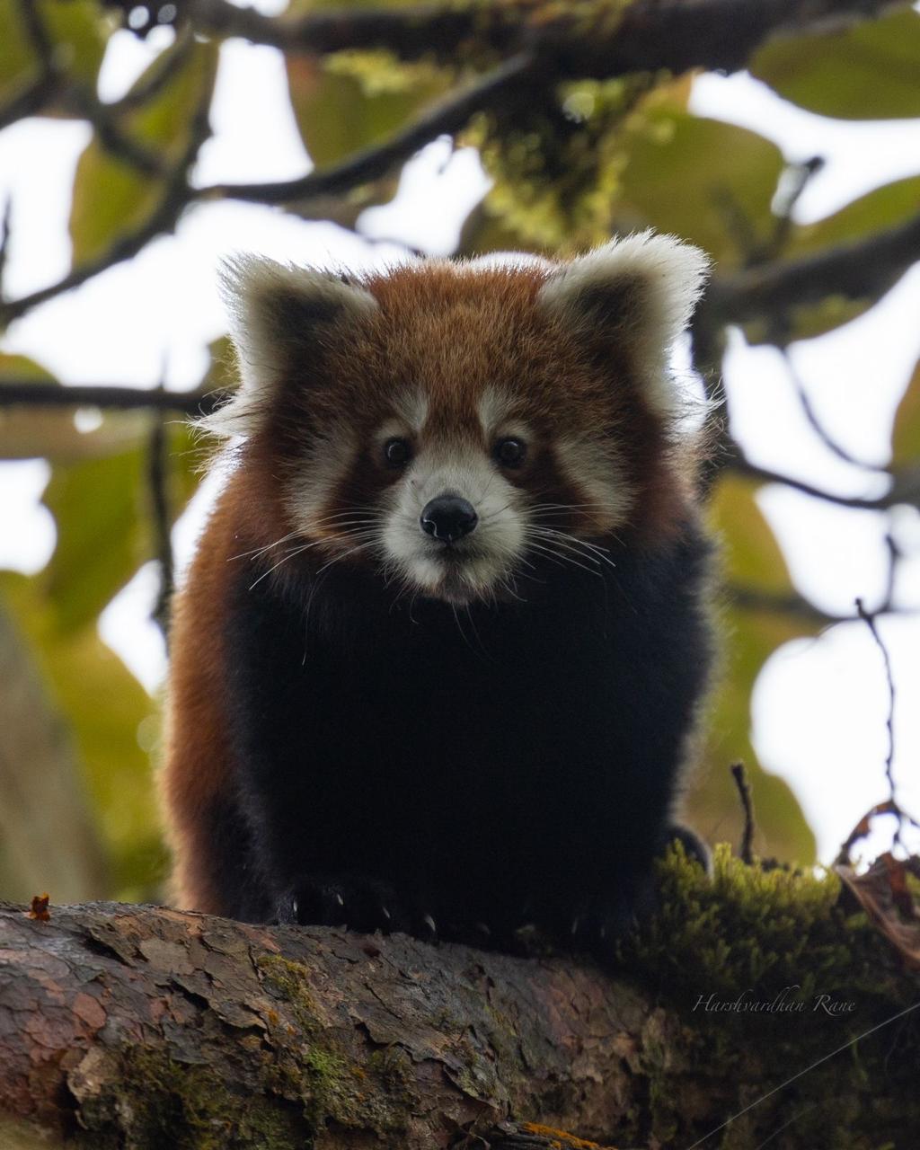 Red Panda Expedition in Nepal