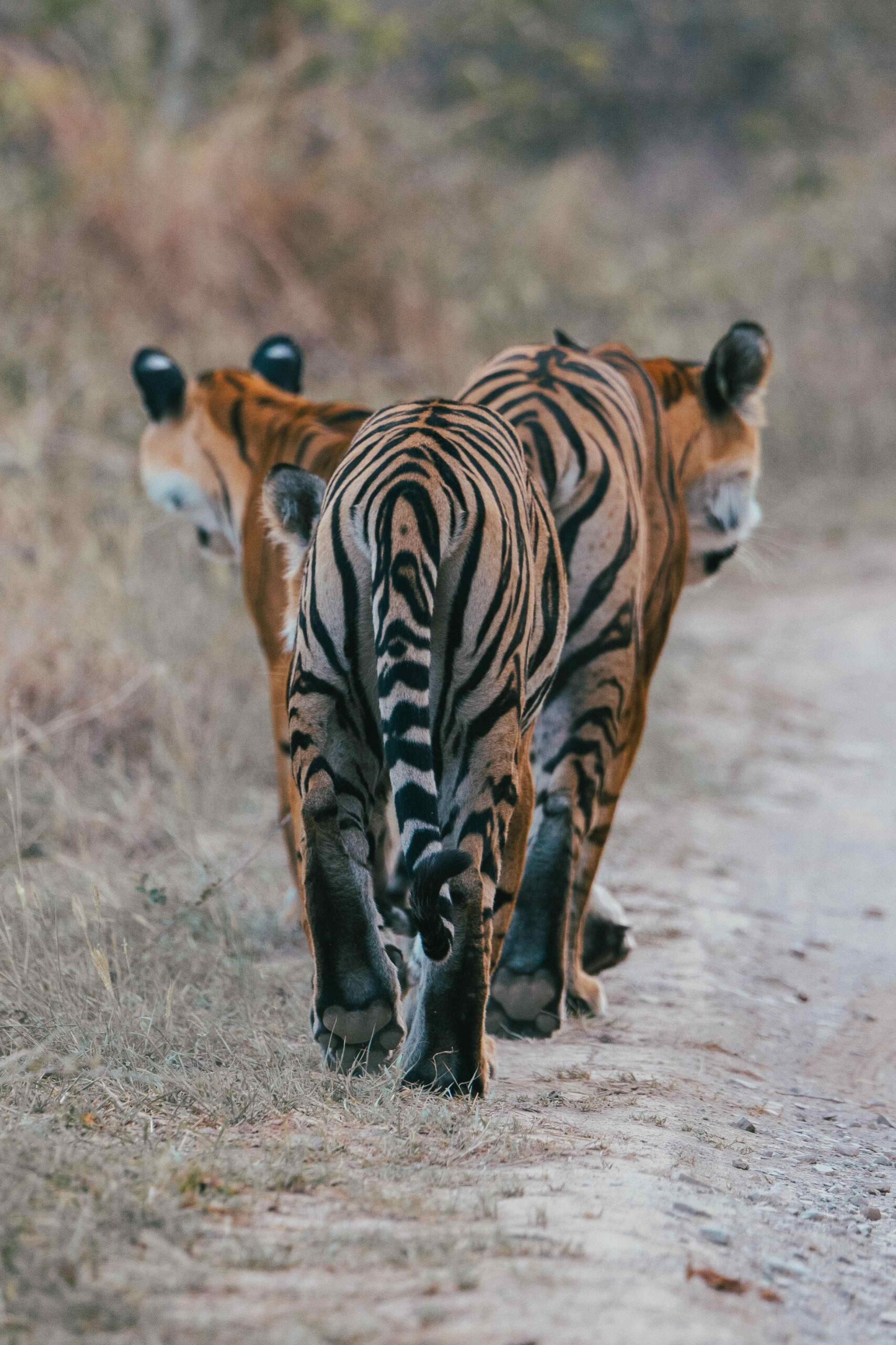 Tiger Expedition